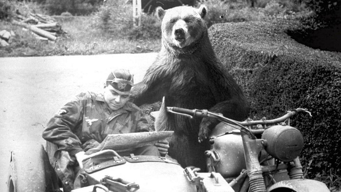 Wojtek, el oso soldado que luchó contra los nazis