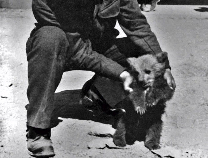 Wojtek. El oso soldado enrolado en la Segunda Guerra Mundial