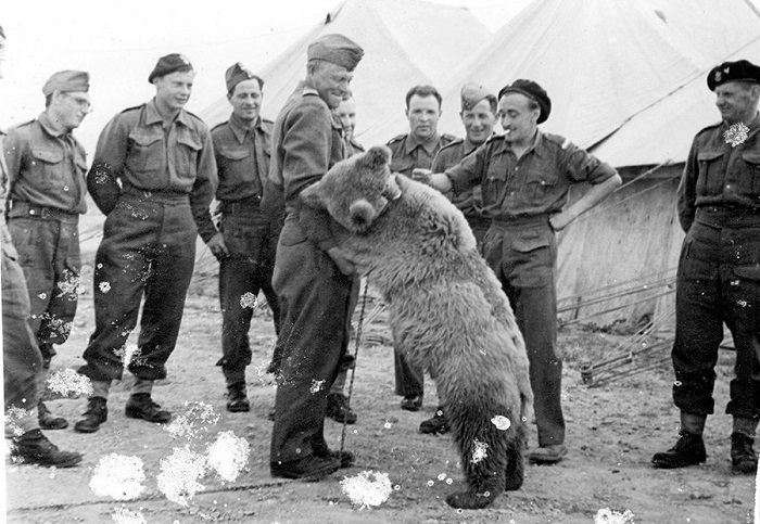 Wojtek, el oso soldado que luchó contra los nazis