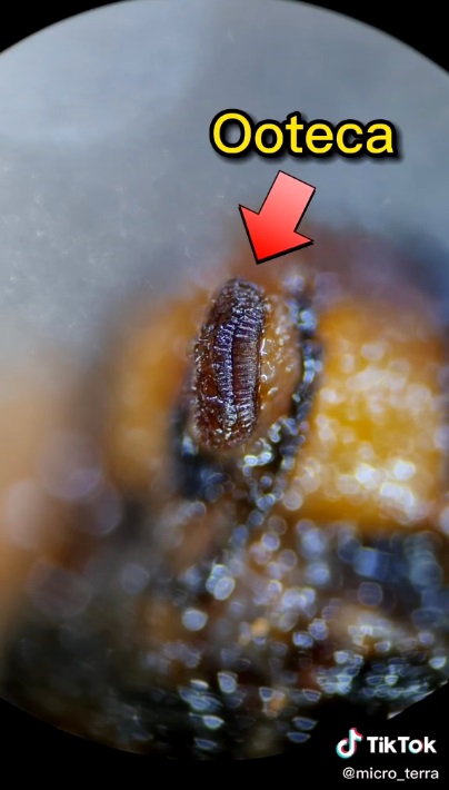 ¿Qué encontró en la mosca oculta en el chorizo?