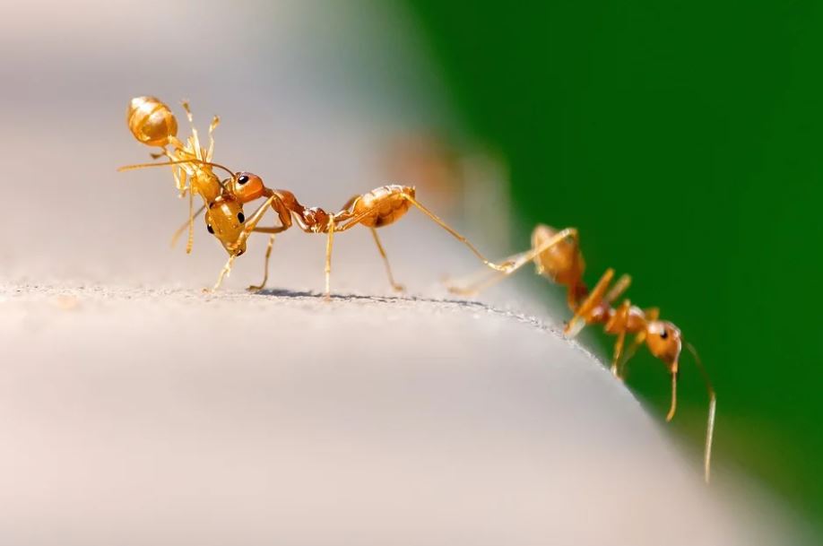 ¿Qué es el espiral de la muerte de las hormigas?