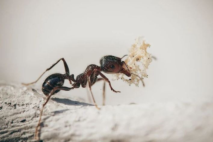 ¿Qué es el espiral de la muerte de las hormigas?