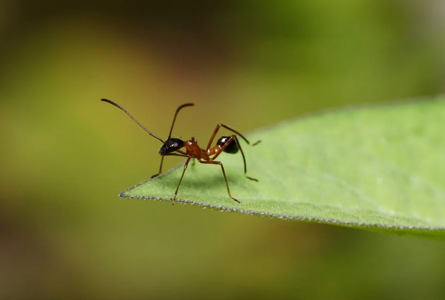 ¿Qué es el espiral de la muerte de las hormigas? 