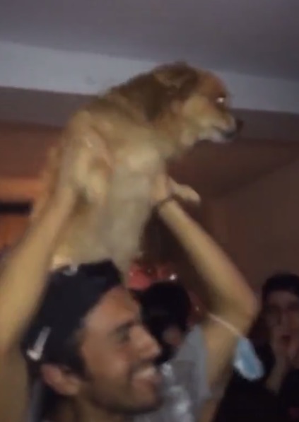 Joven deja suelto a su perro y se lo llevan de fiesta |VIDEO