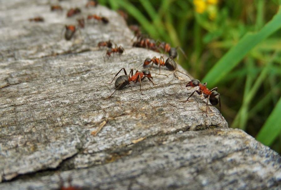 ¿Qué es el espiral de la muerte de las hormigas? 