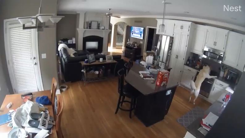 Perro incendia su casa tras prender la estufa |VIDEO 