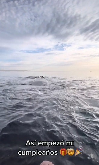 Pareja se asusta al ser asechada por tres ballenas |VIDEO