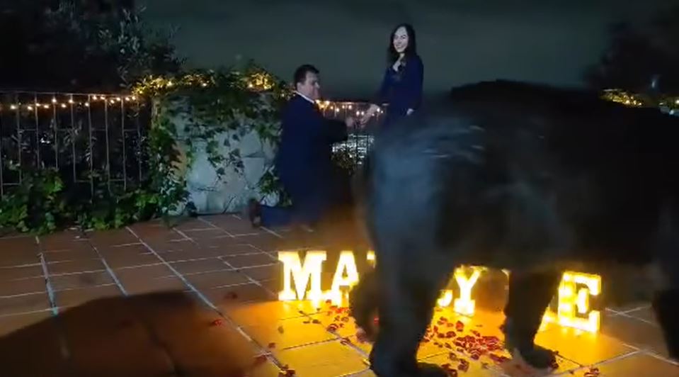 Redes reaccionan a video de oso interrumpiendo propuesta de matrimonio
