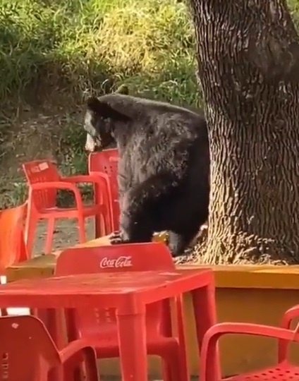 Video de oso perreando en Nuevo León