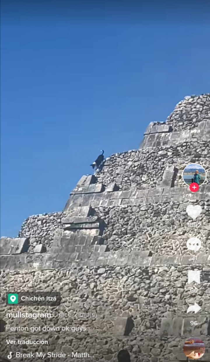 perrito-cima-piramide