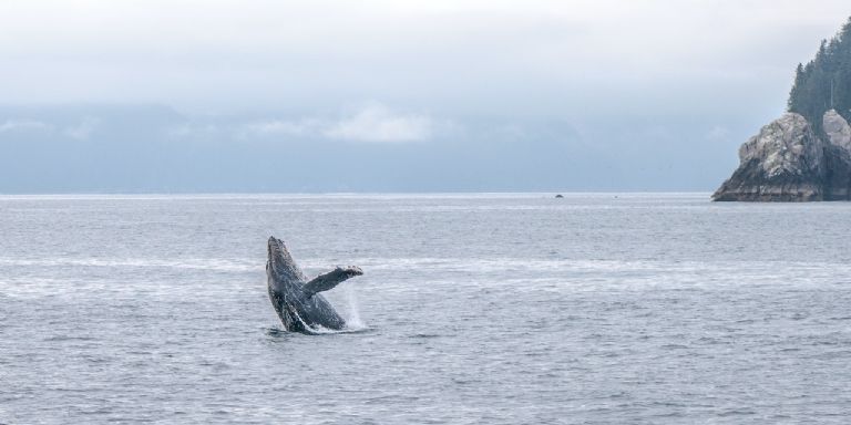 Mejores lugares para el avistamiento de ballenas en México