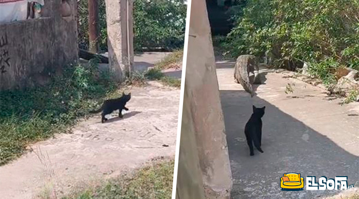 Captan a gato persiguiendo a cocodrilo en las calles |VIDEO