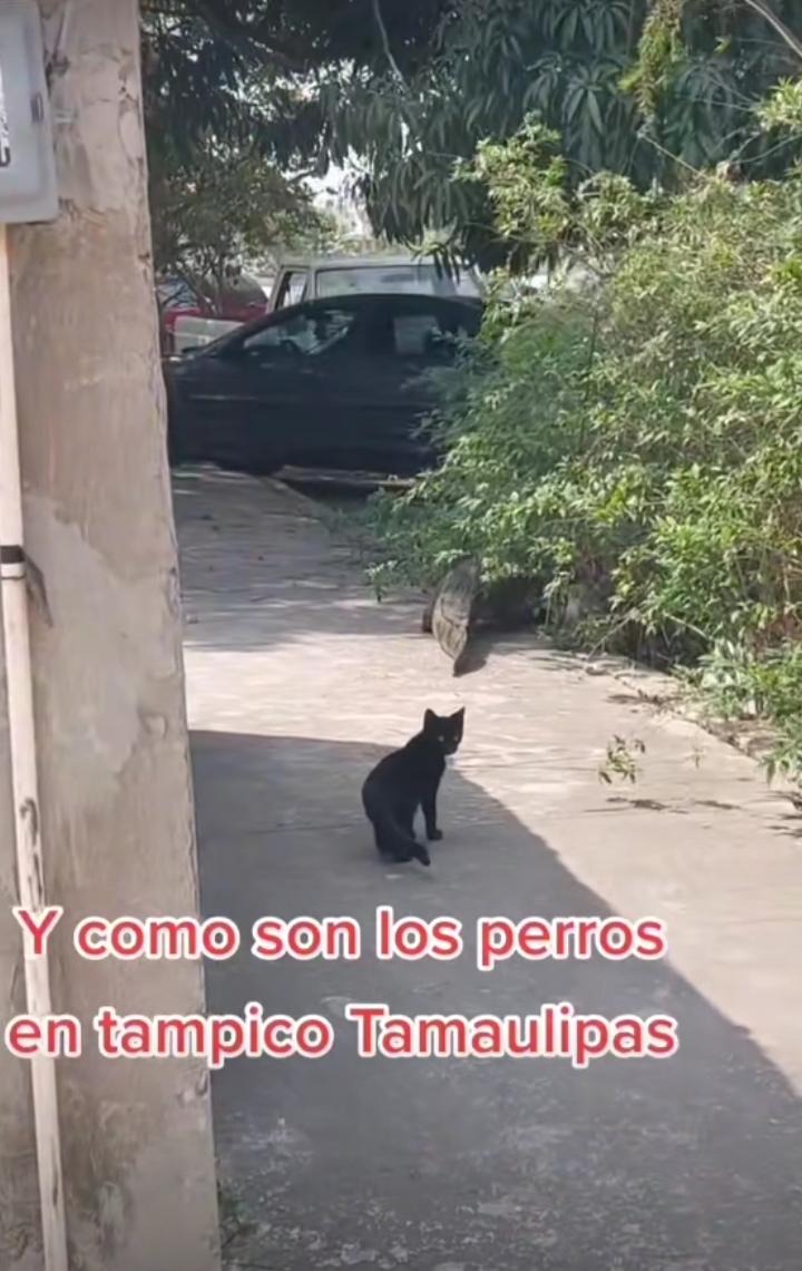 gato-tampico-tamaulipas