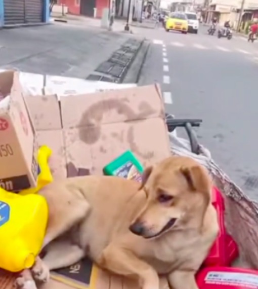 Recolector de basura no vende mascota