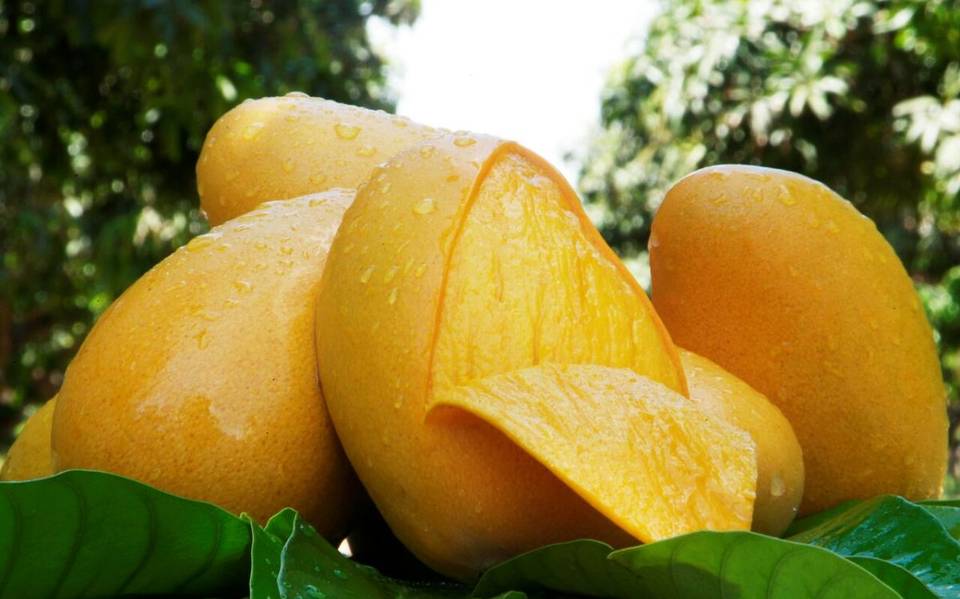 Historia del mango ataulfo 