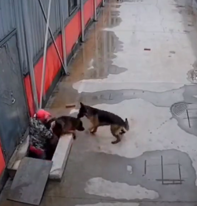 Ciudadano salva a perro que cayó en coladera