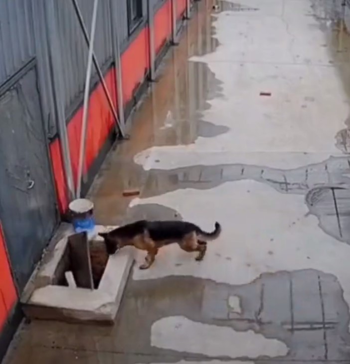 Perrito pide ayuda para can que cayó en coladera