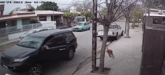 Camioneta choca con casa gracias a perro