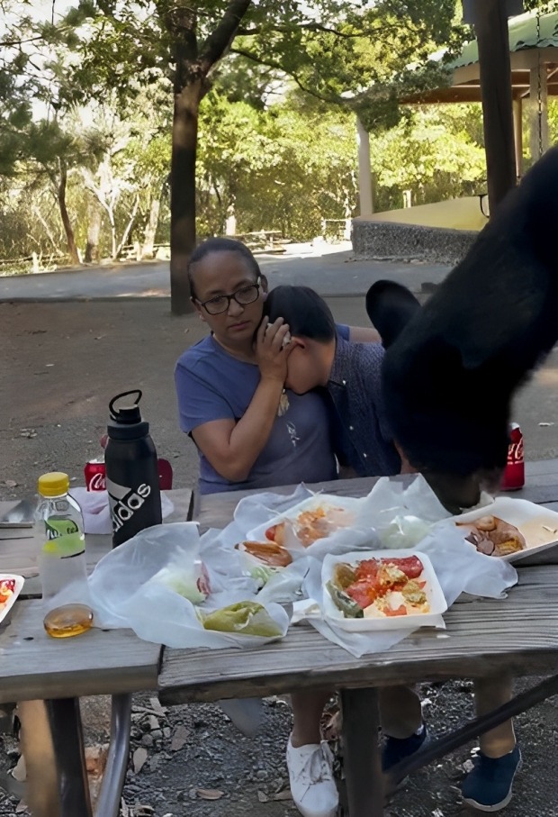 Familia es robada por un oso en picnic