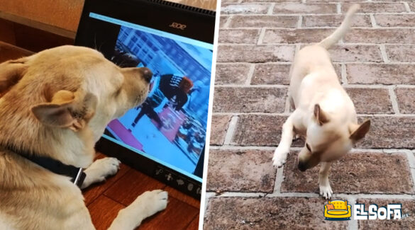 Perrito imita a caballo de desfile militar