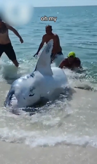 Personas ayudan a tiburón mako