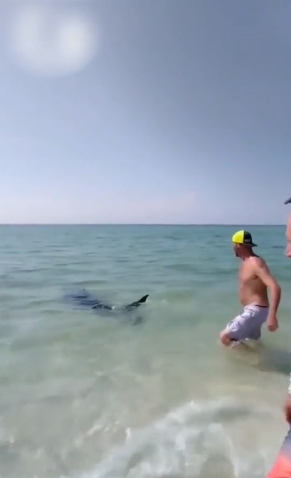 Tiburón mako rescatado por grupo de personas