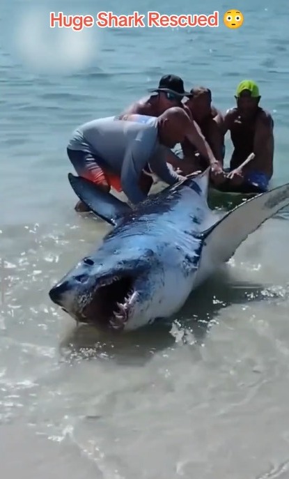Tiburón Mako quedó varado en la playa
