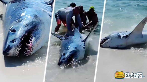 Tiburón queda varado en playa y hombres lo rescatan