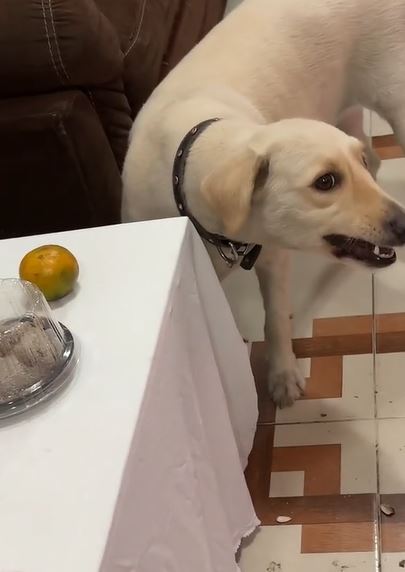 Internautas reaccionan a perro comiendo la ofrenda del Día de Muertos