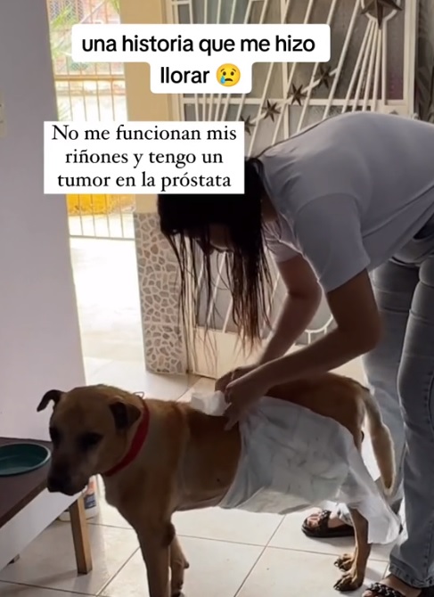 Mujer se despide de su mascota con tierno video