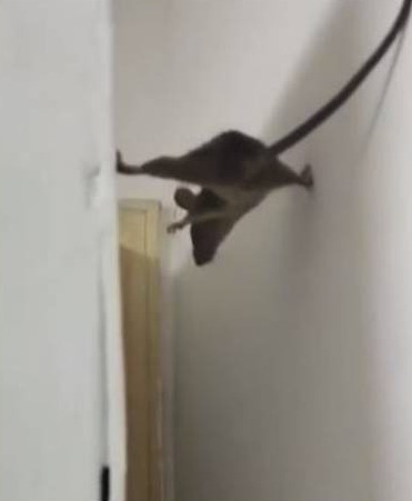 Ratón en la pared