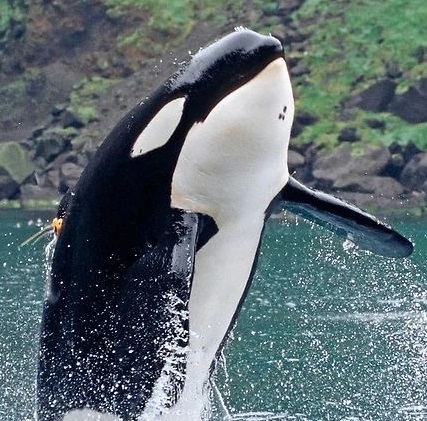 Keiko, la orca más famosa de México