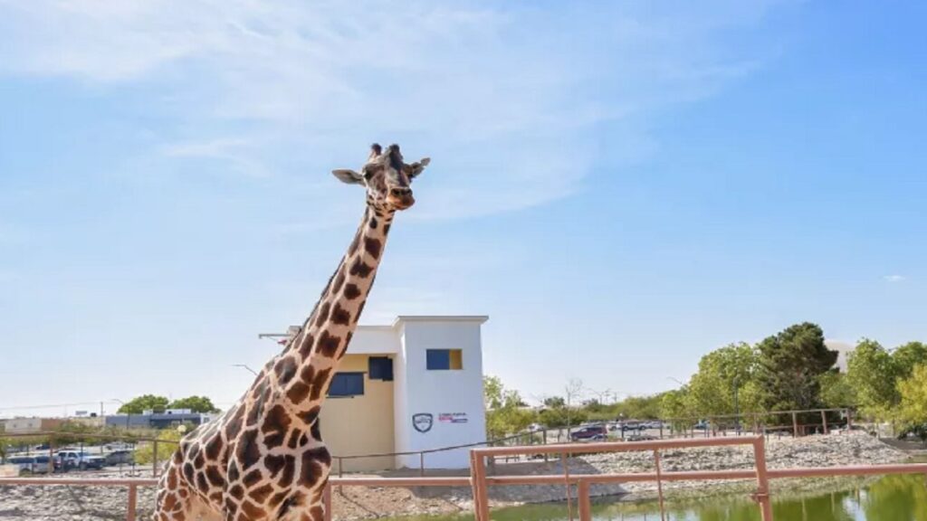 ¿cuánto mide la jirafa Benito?