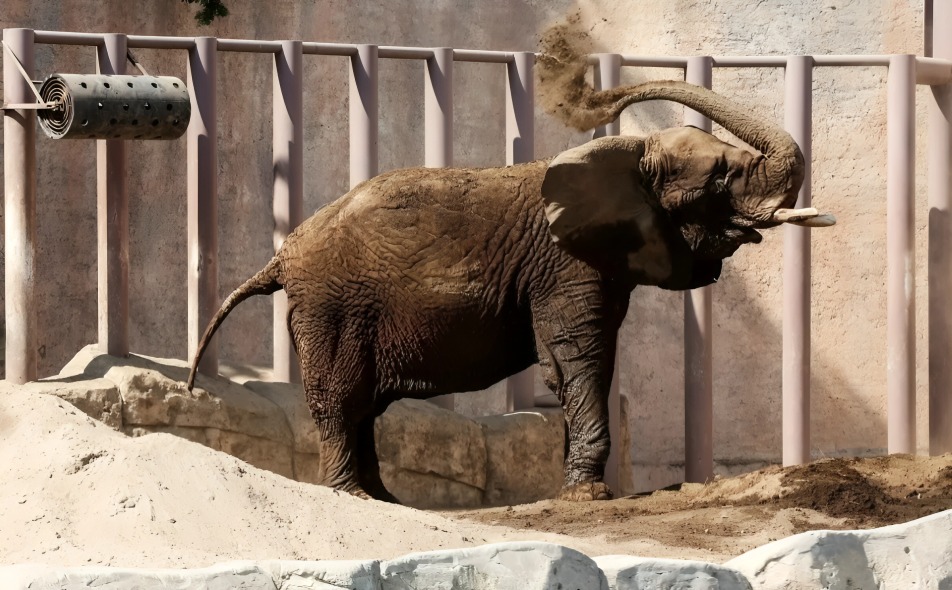 ¿Quién es Ely la elefanta en el zoológico de Aragón?
