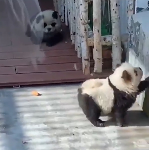 Perros disfrazados de osos panda en China