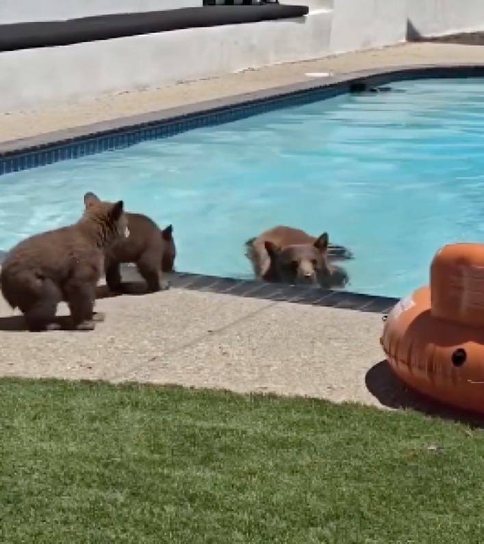 Captan a familia de osos refrescándose en alberca de una casa