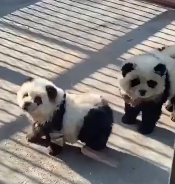 Disfrazan a perros de osos panda en China