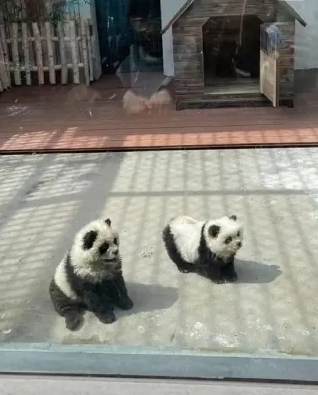 Zoológico disfraza a perros de pandas
