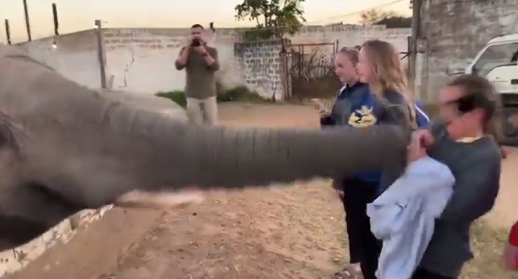 elefante golpea en el rostro a turista