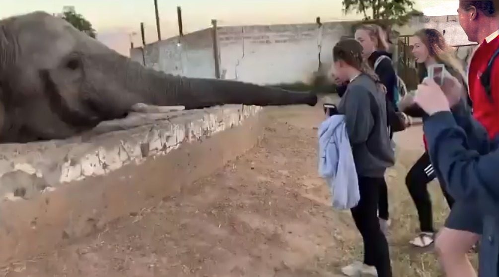 grupo de turista visitaba el area de elefantes