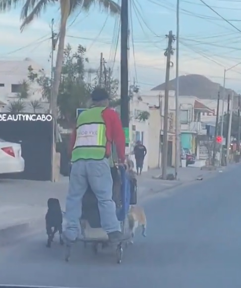 Perros arrastran trineo con hombre encima