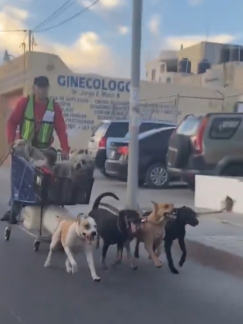 Hombre usa perros para viajar en trineo