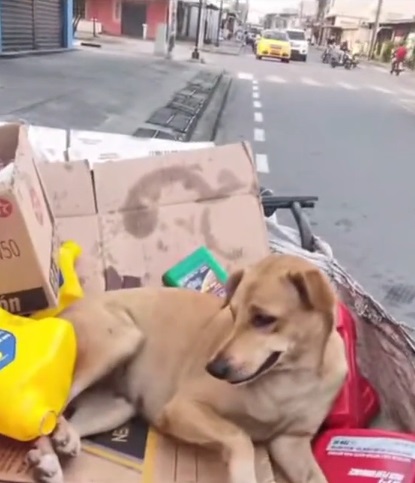 Ofrecen dinero a hombre a cambio de su perrita 