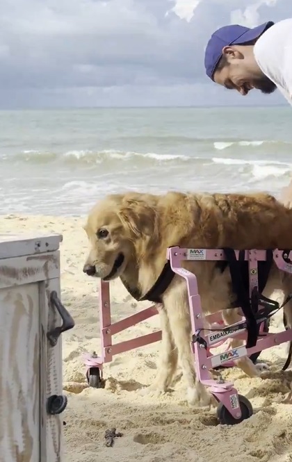 Perrita vuelve a caminar en el mar