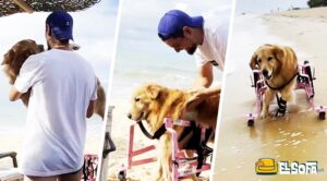 Perrita discapacitada conmueve a redes al caminar en el mar