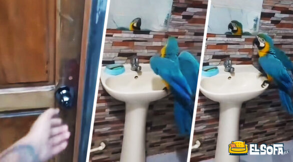 Guacamaya canta en el baño