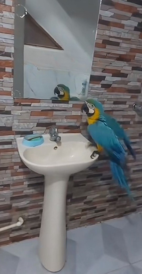 Guacamaya canta 'El hombre que yo amo'