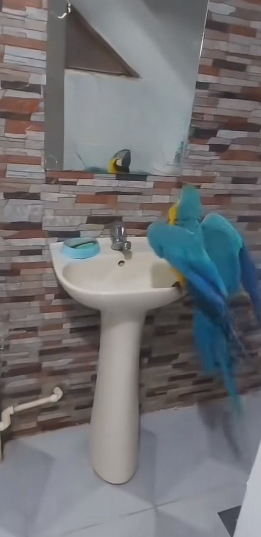 Guacamaya canta con sentimiento en el baño