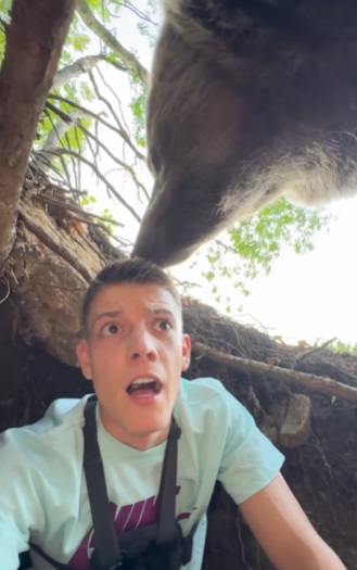 Oso descubre a joven en su cueva