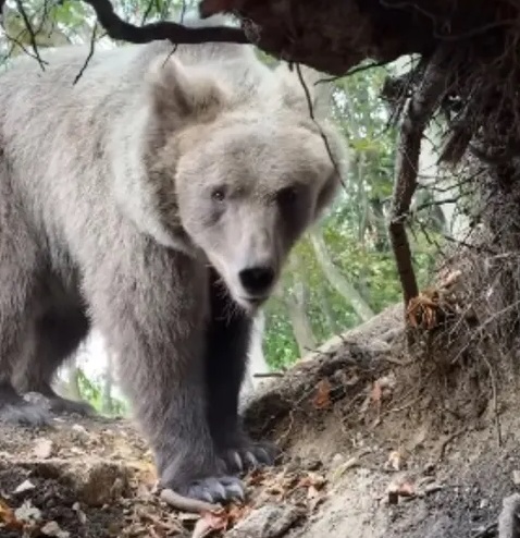 Oso descubre a influencer en su cueva